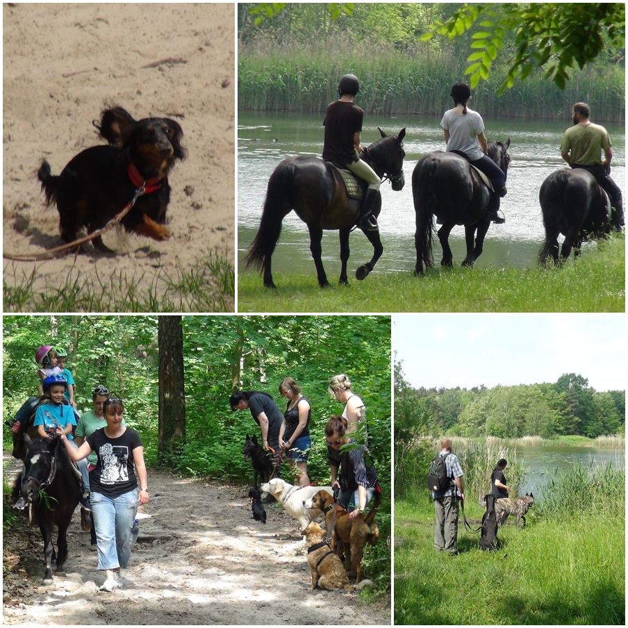 Hundeschule Halle Saale Hundeverein Hundesport